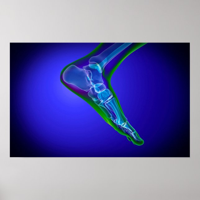 Poster Vue En Rayon X Du Pied Humain 1 (Devant)