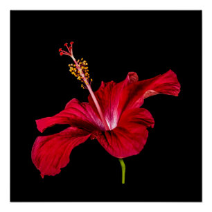 Poster Vue latérale de l'Hibiscus rouge