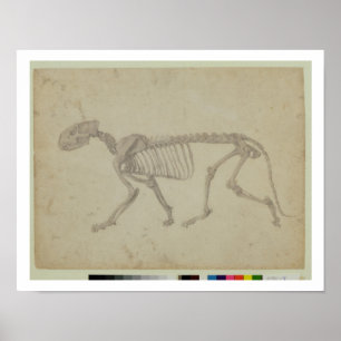 Poster Vue latérale d'un squelette de tigre, étude finie