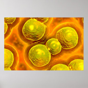 Poster Vue Microscopique De Chlamydia