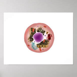 Poster Vue Microscopique De La Cellule Animale 1