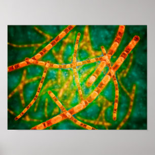 Poster Vue Microscopique De L'Anthrax 2