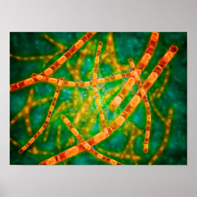 Poster Vue Microscopique De L'Anthrax 2 (Devant)