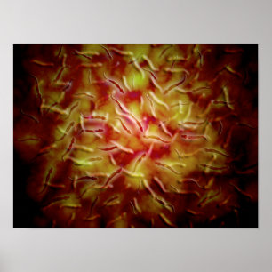 Poster Vue microscopique de sperme