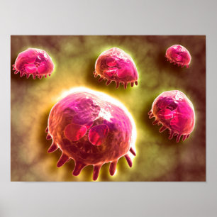 Poster Vue Microscopique Des Macrophages Phagocytiques 2