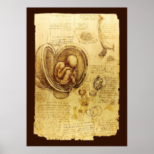 Poster Vues d'un foetus dans l'utérus, Ob-Gyn Médicale