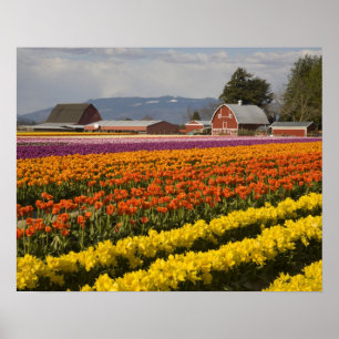 Poster WA, Skagit Valley, Champs de tulipe en fleur, à