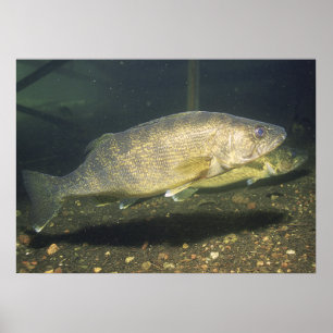 Poster Walleye in Tank Print
