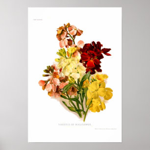 Poster Wallfleurs