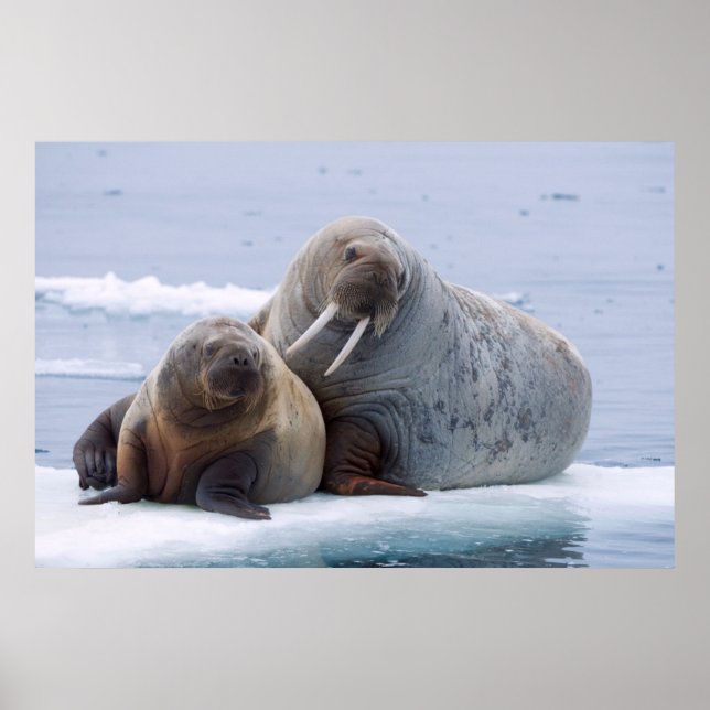 Poster Walrus cow and calf rest on a sea ice floe (Devant)
