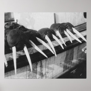 Poster Walrus Tusks : 1931