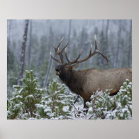 Wapiti mâle dans la neige appelant, bramant, Yello