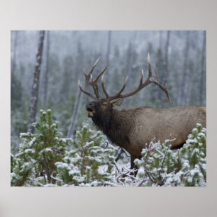 Poster Wapiti mâle dans la neige appelant, bramant, Yello