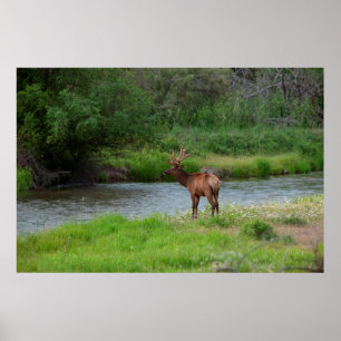 Poster Wapiti mâle dans le National Bison Range, Montana