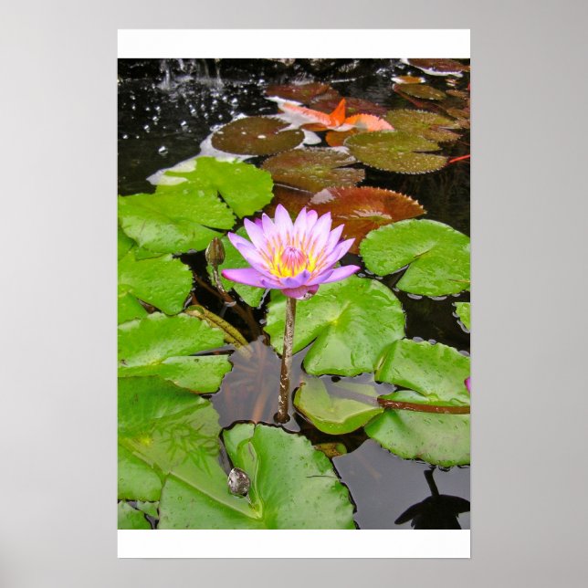 Poster Water Lily (Devant)