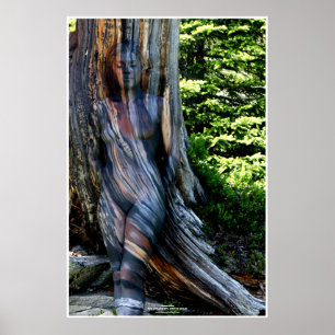 Poster Weathered Swiss Pine by Johannes Stötter