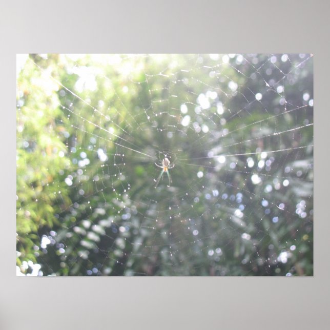 Poster Web de Spider (Devant)