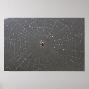 Poster Web Spider