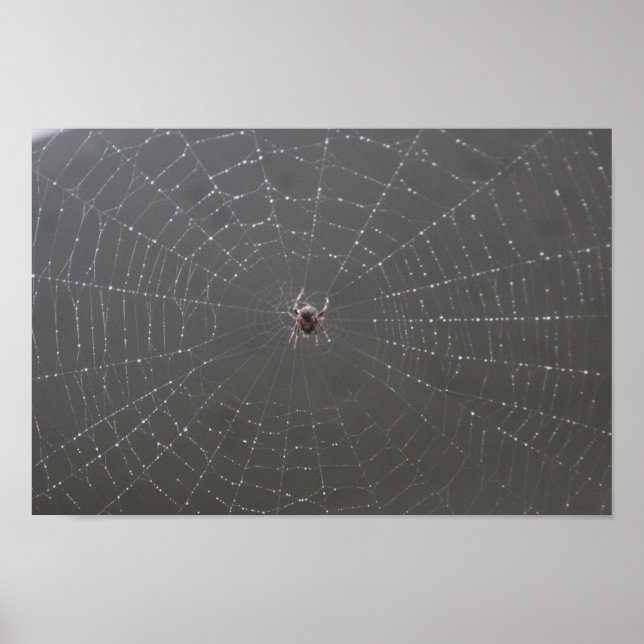 Poster Web Spider (Devant)
