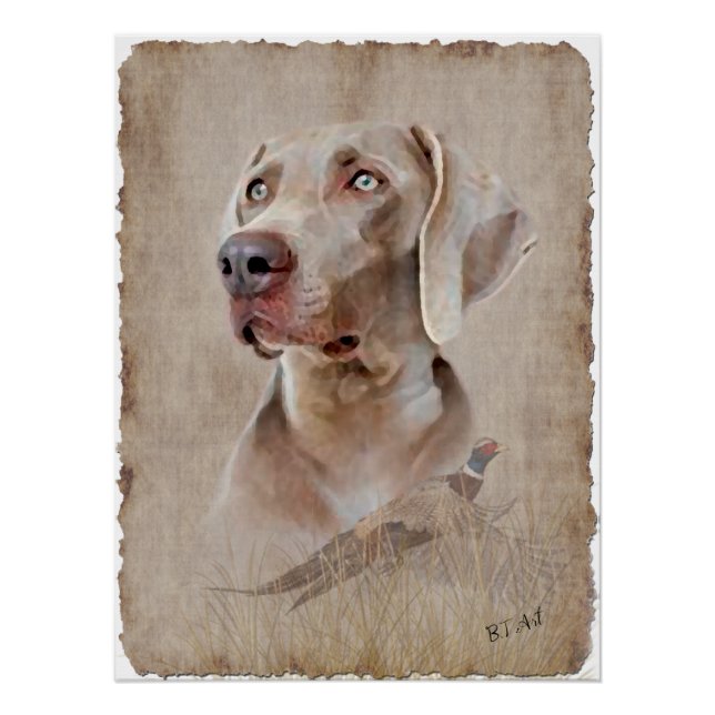 Poster Weimaraner (Devant)