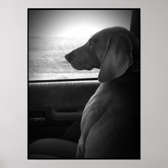Poster Weimaraner équitation Shotgun - Toile (Devant)
