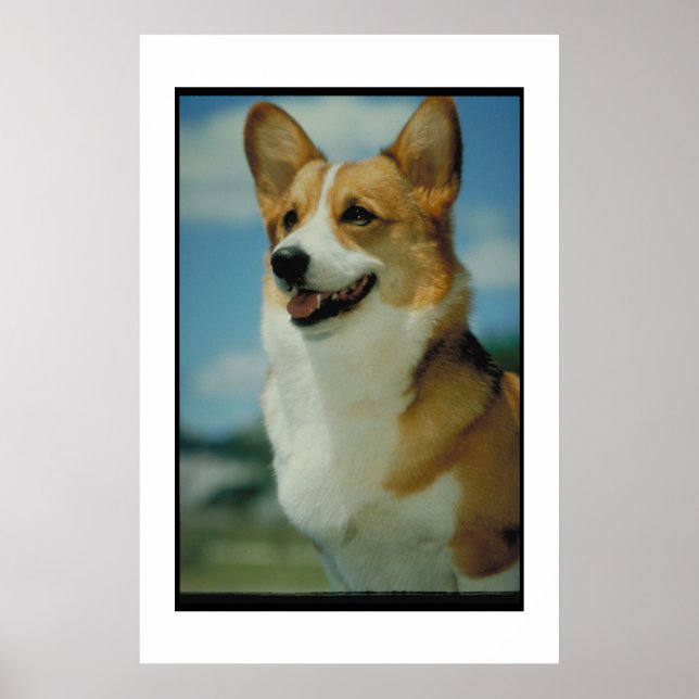 Poster Welsh Corgi (Devant)