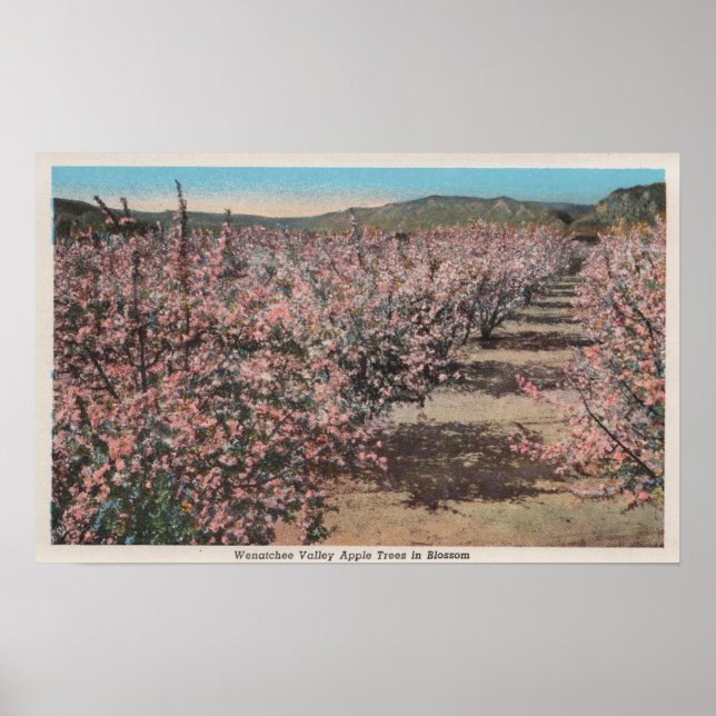 Poster Wenatchee, WAView des pommiers en fleurs (Devant)