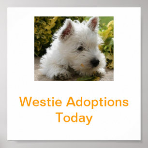 Poster West Highland White Terrier Adoption Aujourd'hui S