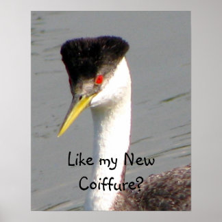 Poster Western Grebe