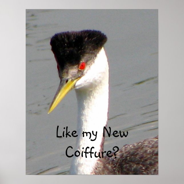 Poster Western Grebe (Devant)