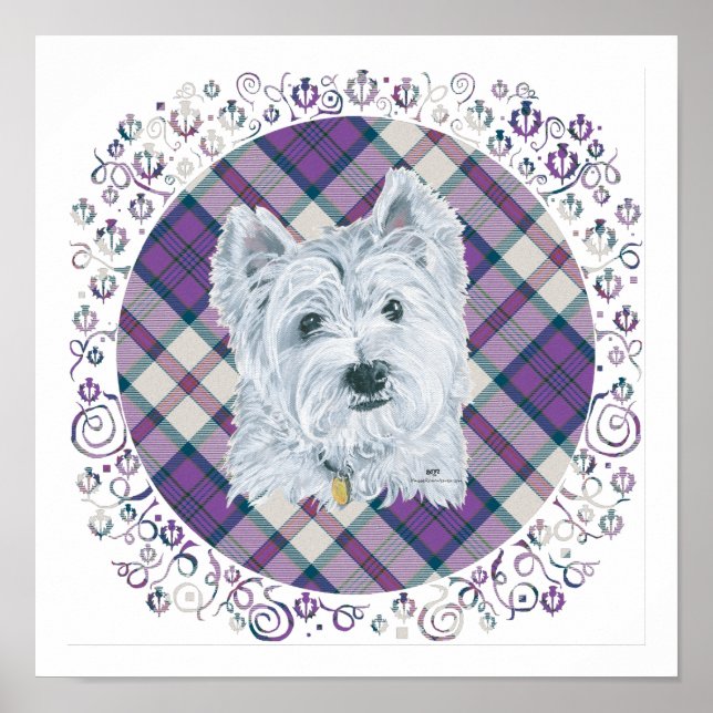 Poster Westie sur Tartan (Devant)