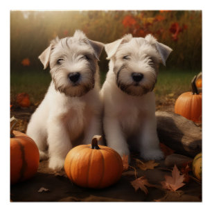 Poster Wheaten Terrier chiot Automne Citrouille délice
