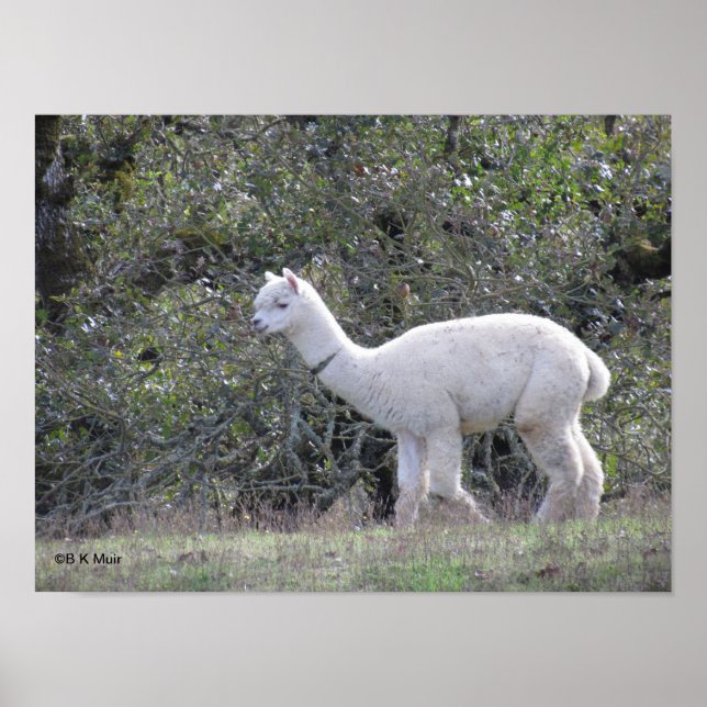Poster - White alpaca (Devant)