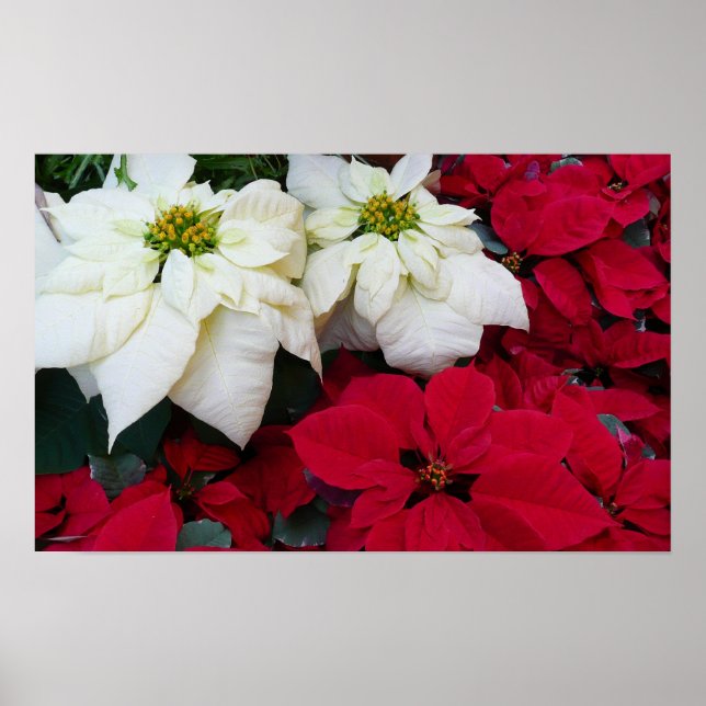 Poster White and Red Poinsettias (Devant)