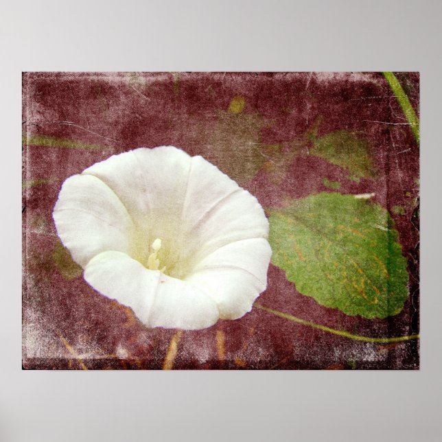 Poster White Bindweed - La gloire vivace du matin (Devant)
