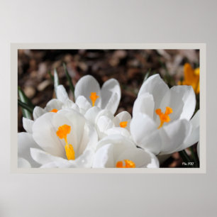 Poster white crocus flowers