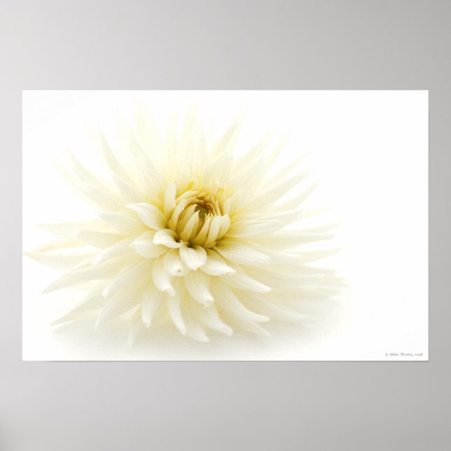 Poster White Dahlia (Devant)