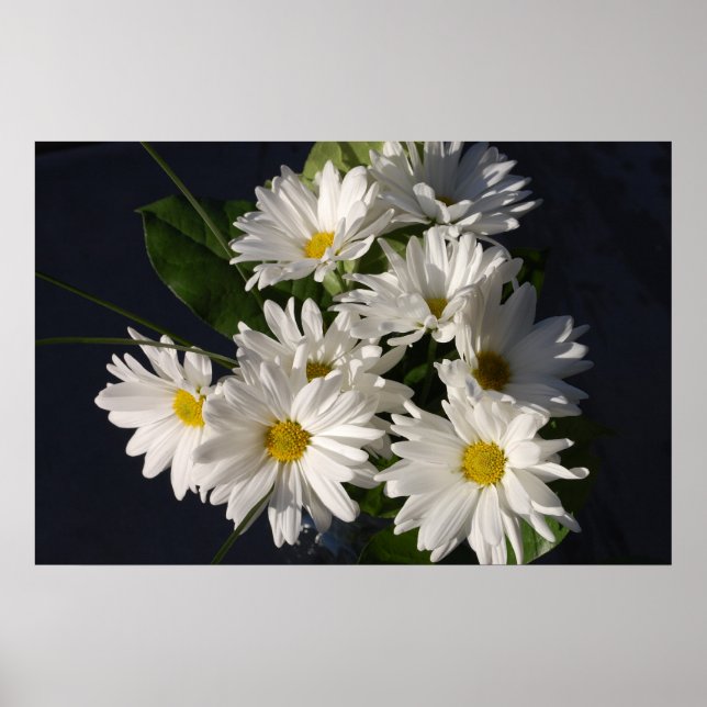 Poster White Daisy (Devant)