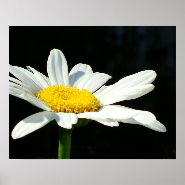 Poster White Daisy (Devant)