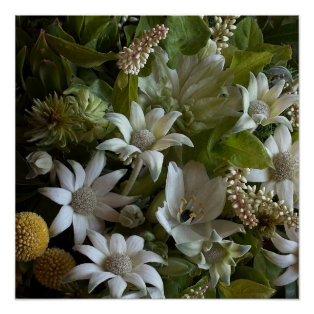Poster White Flannel Flower, Arabicum & Phylica Botanical (Devant)