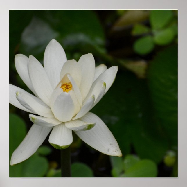 Poster White lotus (Devant)