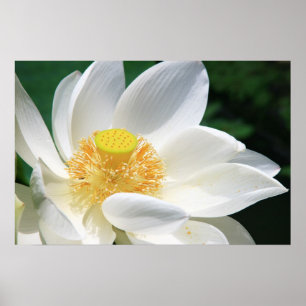 Poster White lotus