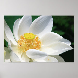 Poster White lotus