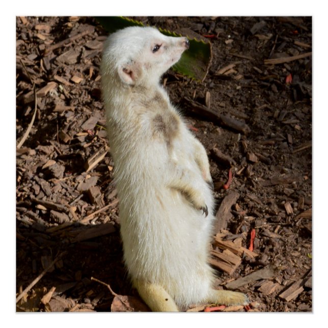 Poster White Meerkat Standing, (Devant)