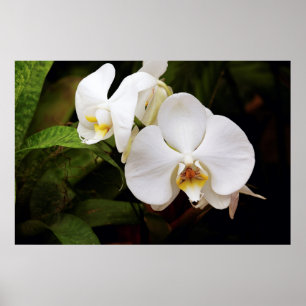 Poster White Moon Orchid (Phalaenopsis Aphrodite)