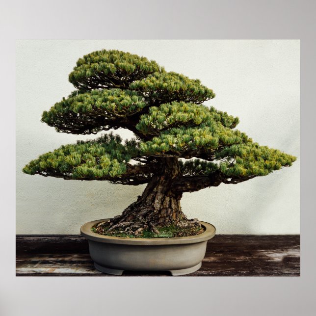 Poster White Pine Bonsai Tree (Devant)