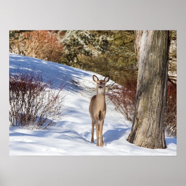 Poster White-tailed Deer Looking At You (Devant)