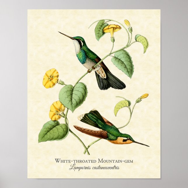 Poster White Throth Mountain Gem Hummingbird Art Imprimer (Devant)