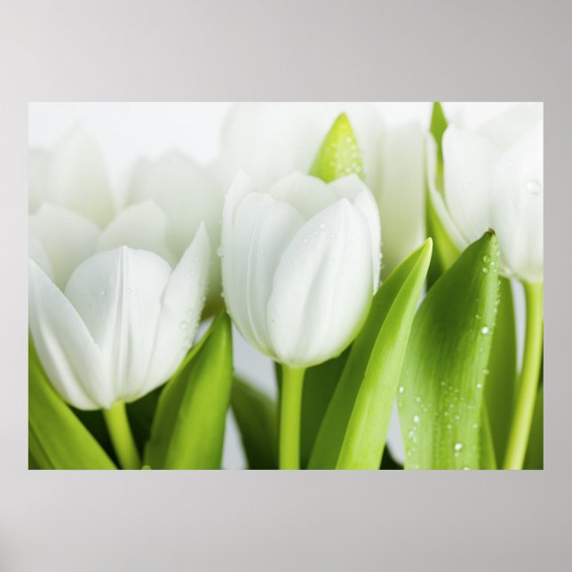 Poster White Tulips (Devant)