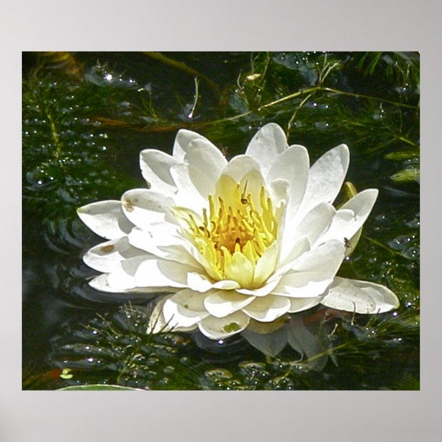 Poster White Water Lily (Devant)